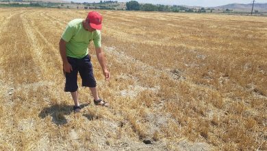 Photo of Глувци ги „прекопаа“ нивите во Штипско, земјоделците бараат спас