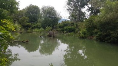 Photo of Живна флората и фауната во реката Брегалница