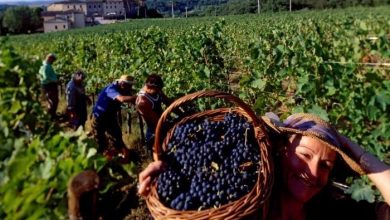 Photo of Како невидливите сезонски работници во земјоделството да го легализираат својот труд пред државата