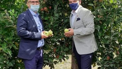 Photo of Со „Преспански јаболкобер 2020“ и официјално почна бербата на јаболка во Преспа