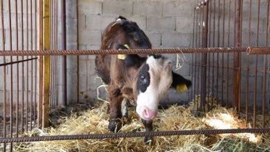 Photo of Исхрана на стелни крави