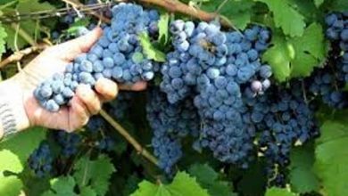 Photo of Совети за почетници: Како да одгледувате грозје во вашиот двор