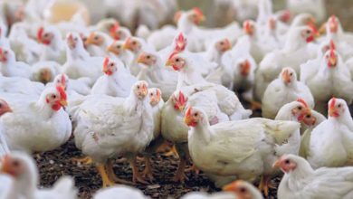 Photo of На живинарска фарма во Холандија се појави птичји грип