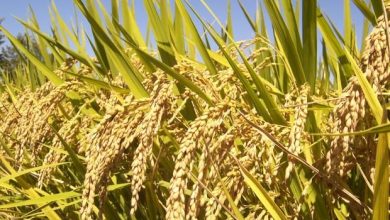 Photo of Почна жетвата на оризот. Годинава се очекуваат намалени приноси и пониски откупни цени