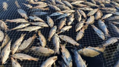Photo of Голем помор на риби кај производителите на крап во Тиквешко Езеро