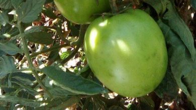 Photo of Што да направите со зелените домати во вашата градина
