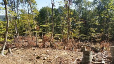 Photo of Нема место каде дрвокрадците не замешале прсти на Шарпланинскиот предел