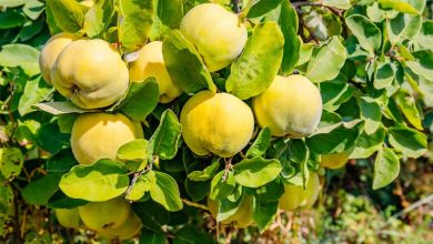 Photo of Дефинитивно најздравото овошје: Содржи двојно повеќе витамин Ц од лимонот, смирува кашлица и радикално ги чисти белите дробови