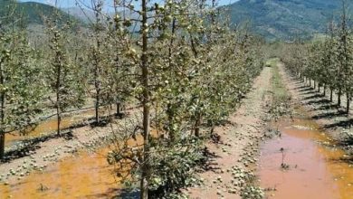 Photo of Штетата од невремето во август на земјоделски култури во Прилепско е преку 45 милиона денари