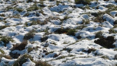 Photo of Здравјето на почвата во зима