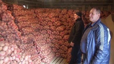 Photo of Македонскиот компир скапува на сметка на увезениот