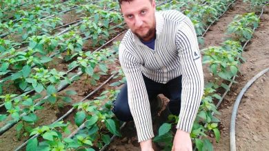 Photo of Земјоделците и откупувачите од Струмичко очекуваат уште една успешна сезона