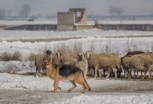 Photo of Од сабота следува период на стабилно и суво време со ниски утрински температури, а дневните во пораст