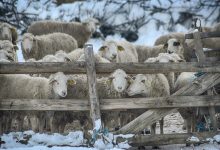 Photo of Утрото студено, преку денот променливо облачно со сончеви периоди