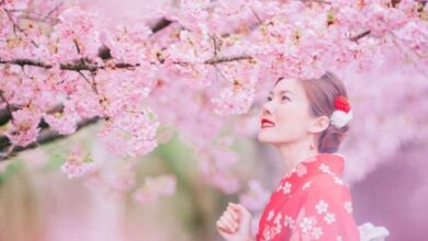 Photo of Цветањето на јапонските цреши оваа година започна најрано во последните 70 години