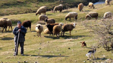 Photo of За брзо време се очекува Јавниот повик за плати за овчарите!!!