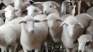 Photo of Одгледувачите на овци си ги бараат субвенциите