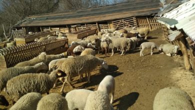 Photo of Одгледувачите на овци реагираат се доцни со субвенциите, од Платежната велат краен рок е 30 јуни