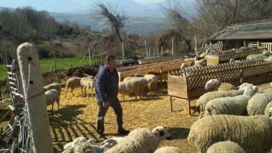 Photo of Преполовен бројот на овци во државата-Младите си заминуваат во странство, а стадата секоја година се намалуваат