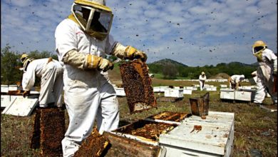 Photo of Владата со помош за пчеларите-Сите пчелари кои имаат регистрирано минимум 10 презимени пчелни семејства, ќе имаат право да аплицираат за субвенции