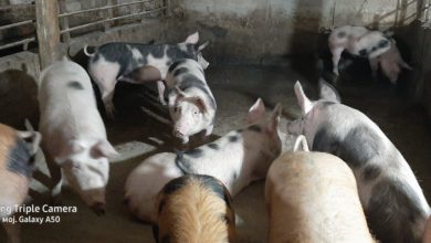 Photo of Ќе поскапат сувомесните производи ако не се дозволи увоз на 6.400 тони замрзнато свинско месо