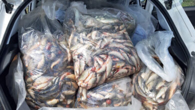 Photo of Во Преспанското езеро беа запленети 85 килограби риба крап и повеќе рибарски мрежи
