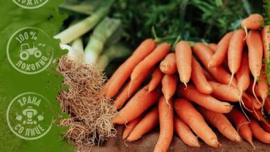 Photo of Морковите се едни од најтешките производи за одгледување во органското производство