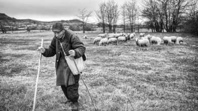 Photo of Плата до 1.000 евра, а работници нема – изумира овчарството во Македонија