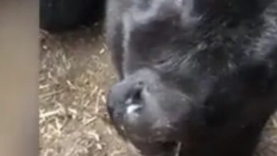 Photo of Редок феномен: Двоглаво теле се роди во битолското село Лажец