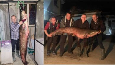 Photo of Вистинско чудовиште во Тиквешкото Езеро: Извлечен сом тежок цели 70 килограми и должина од 205 сантиметри