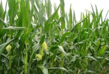 Photo of ЕУ одобри употреба на ГМО пченка во храната