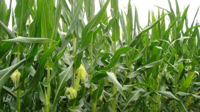 Photo of Цената на пченката мизерна, падна под 8 денари за килограм