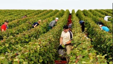 Photo of Третина од производството на вино во Франција ќе биде изгубено поради „ледениот бран“