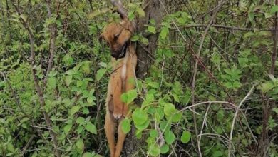 Photo of Вознемирувачки фотографии од обесено куче во Демир Капија