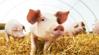 Photo of Домашно свинско месо или слободен увоз на смрзнато месо за месната индустрија