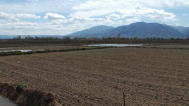 Photo of Почна сеидбата на оризот во Кочанско
