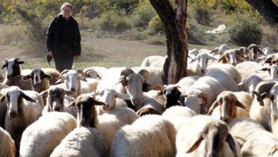 Photo of „Снеже овчарката“ од Мрзенци без предрасуди ја испишува својата успешна земјоделска приказна