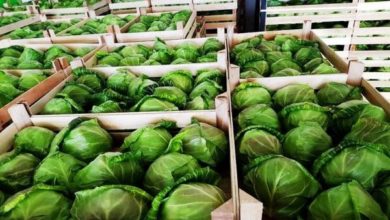 Photo of Намаленото производство на пролетна зелка во струмичко ги натера трговците да ги отажуваат нарачките