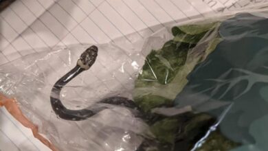 Photo of Купил салатка, добил гратис отровна змија