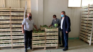 Photo of Шапуриќ-Откупот и извозот на градинарските  производи се интезивираат
