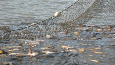 Photo of Mрежи во Дојранското Езеро за време на забрана за риболов