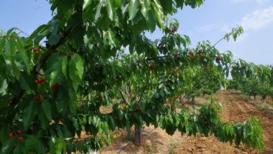 Photo of Силно невреме удри по црешите и пиперките, земјоделците неосигурени