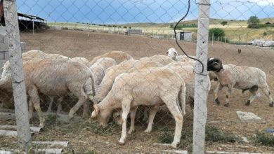 Photo of Бабовски-Годинава е преполовен бројот на позитивни овци и кози од бруцелоза