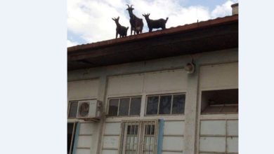 Photo of Кози на покривот на Нервното одделение во Струмица