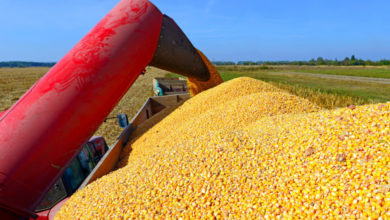 Photo of Пченката поскапа од пченицата – причина големите набавки на Кина и сушата во Бразил?