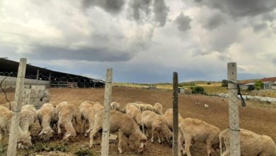 Photo of Државава доби статус на слободна земја од болеста чума кај овци и кози