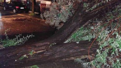Photo of Во Струмичко: откорнати дрвја и урнат електричен столб по вчерашното невреме