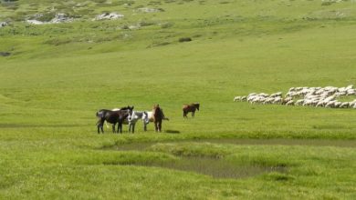 Photo of Странци ќе напасуваат добиток на македонските пасишта и за 10 евра по хектар