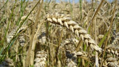 Photo of Жетвата извесна, цената на житото неизвесна!