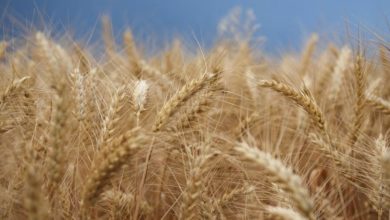 Photo of Дехидира зрното кај пченицата која ја немаше постигнато целосната зрелост, велат агрометеоролозите
